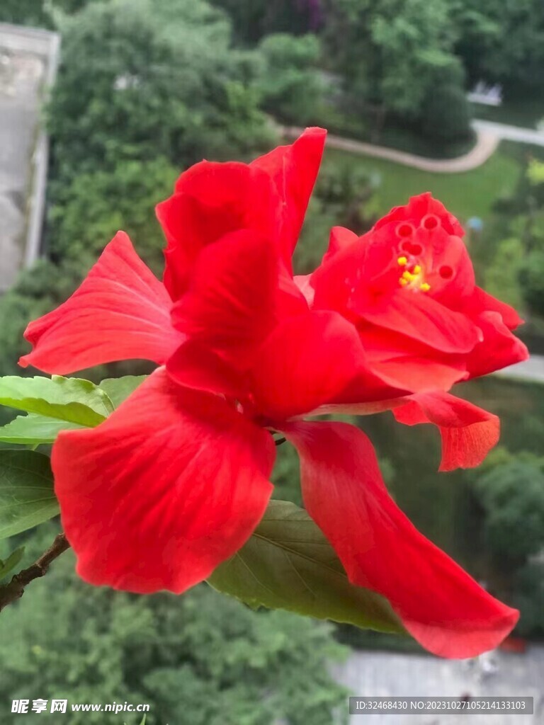 美丽的红花