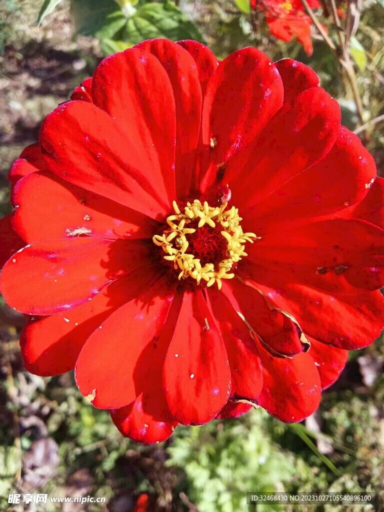 美丽的大红花
