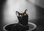 黑猫