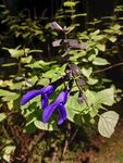 紫花