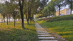 公园林间步道