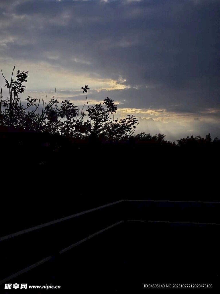 光束下的花草