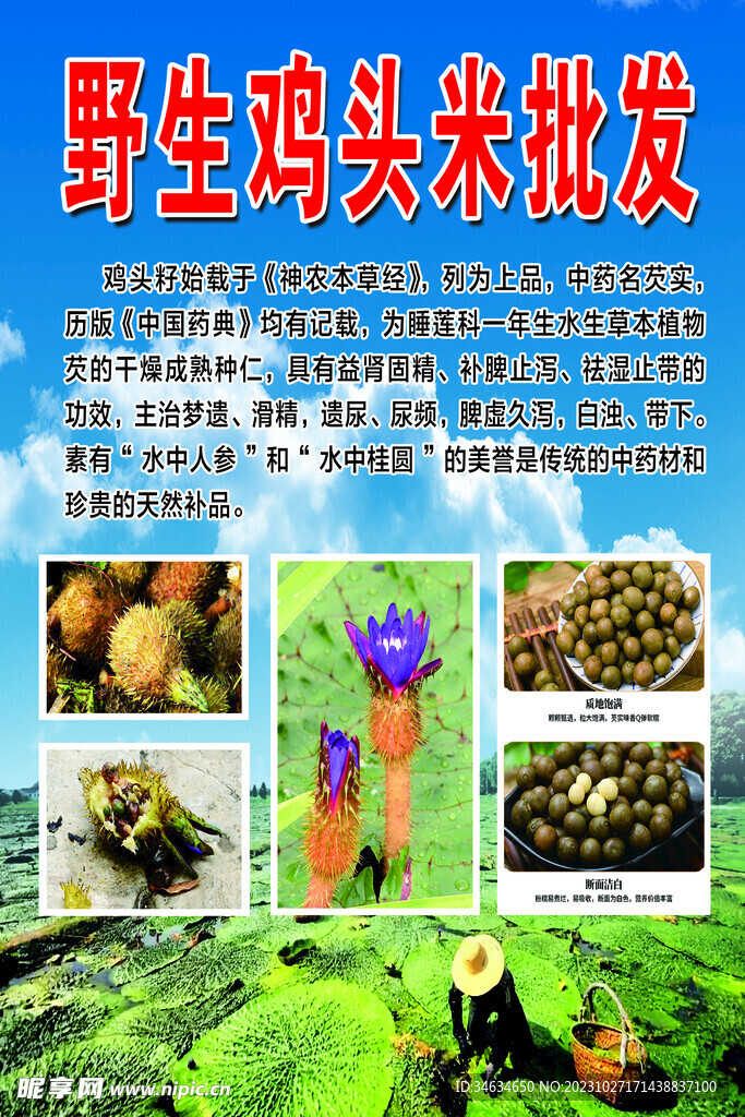 鸡头米宣传