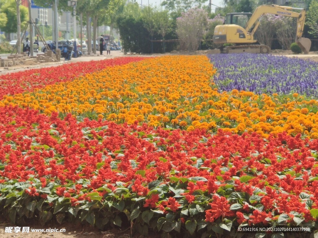 花卉