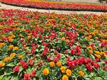 花坛