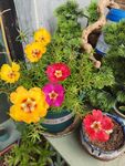 太阳花
