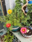太阳花