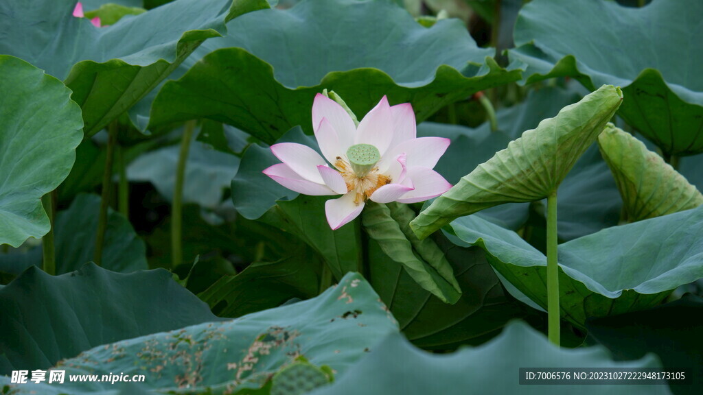 荷花