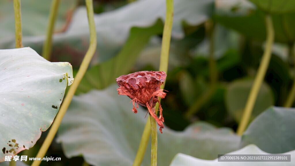 荷花