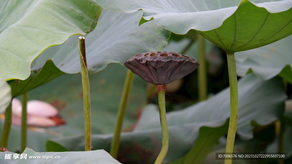 荷花