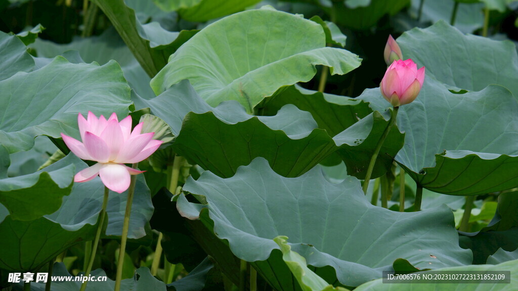 荷花