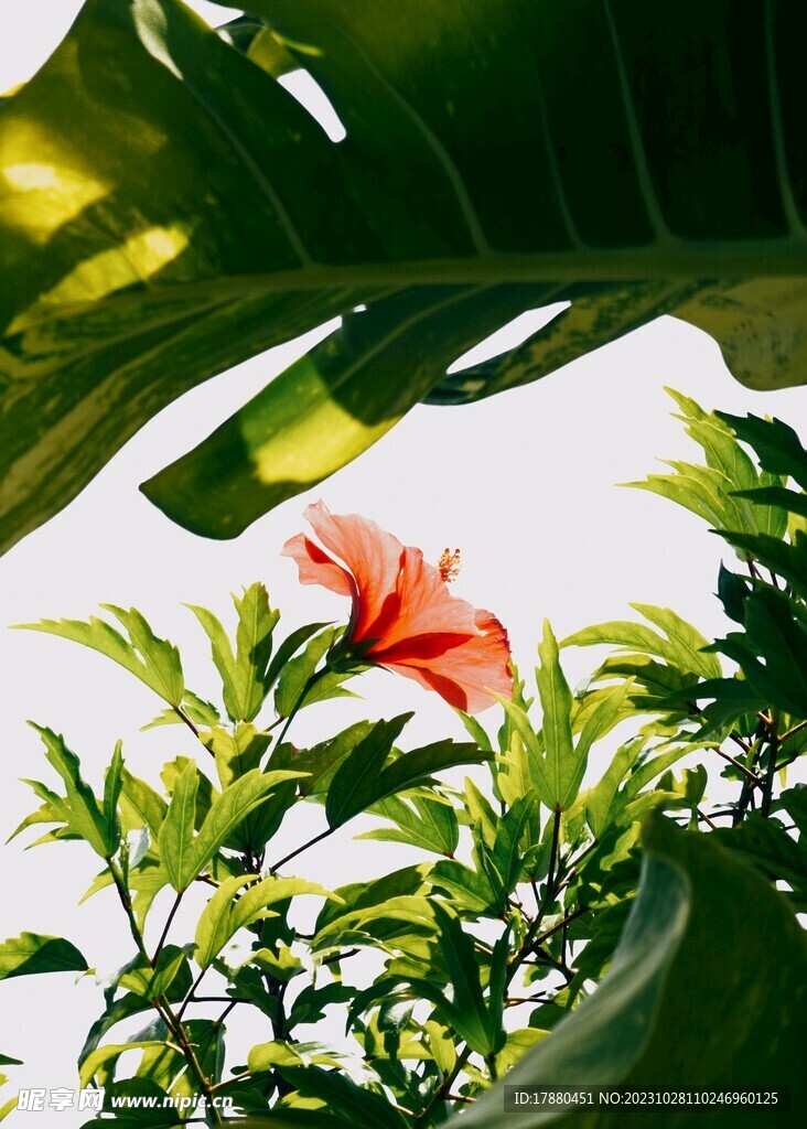 朱槿