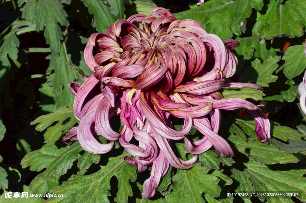 菊花