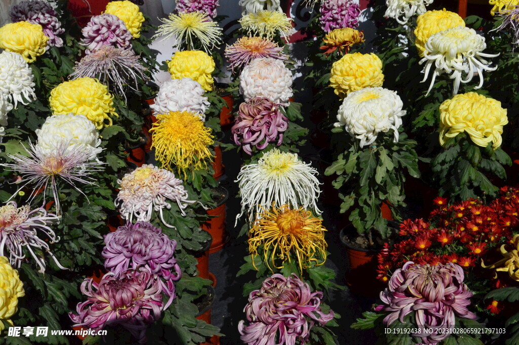 菊花
