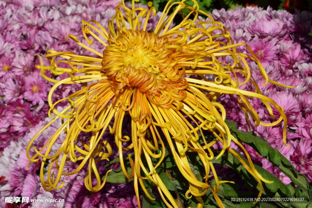 菊花