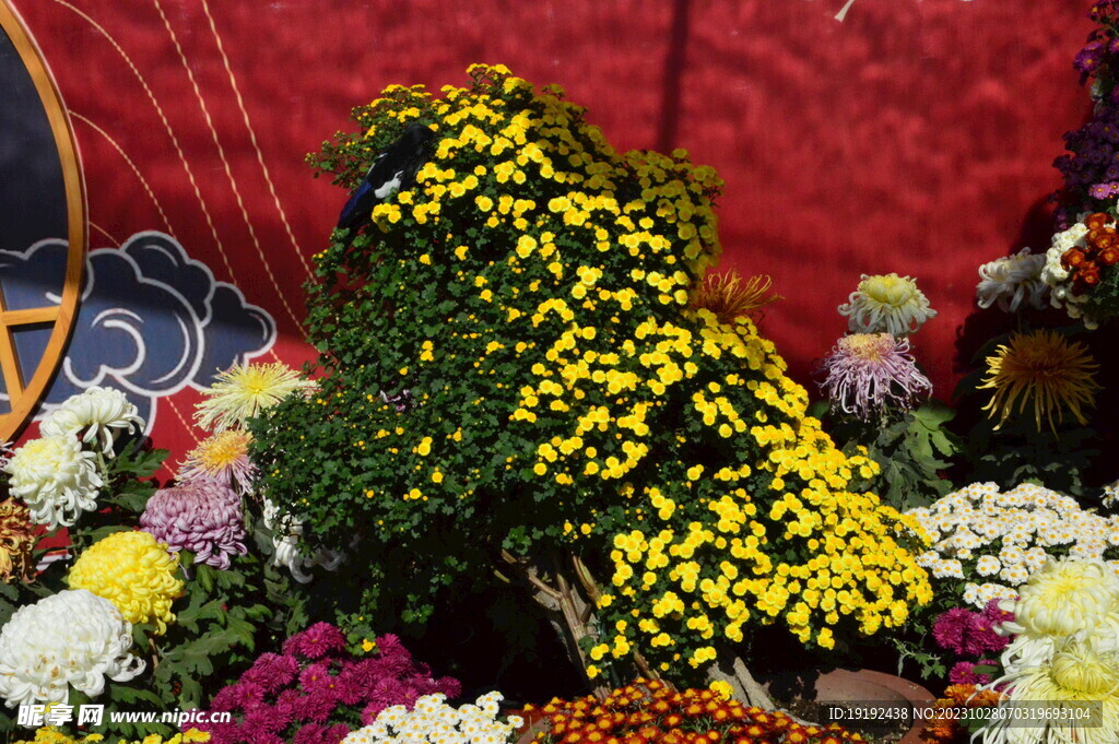 菊花