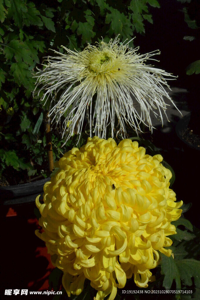 菊花
