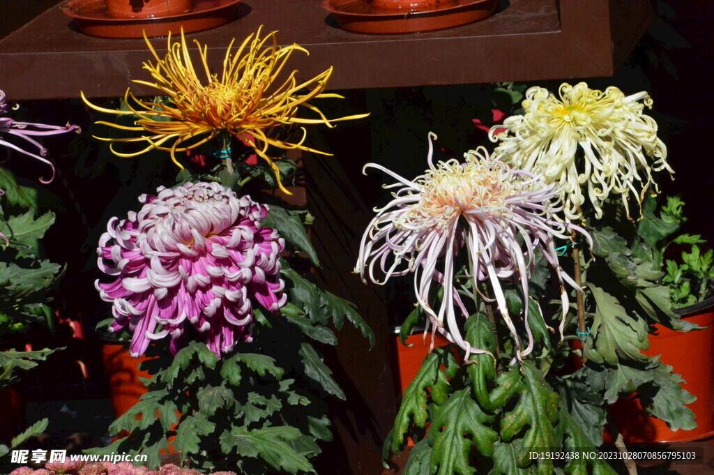 菊花