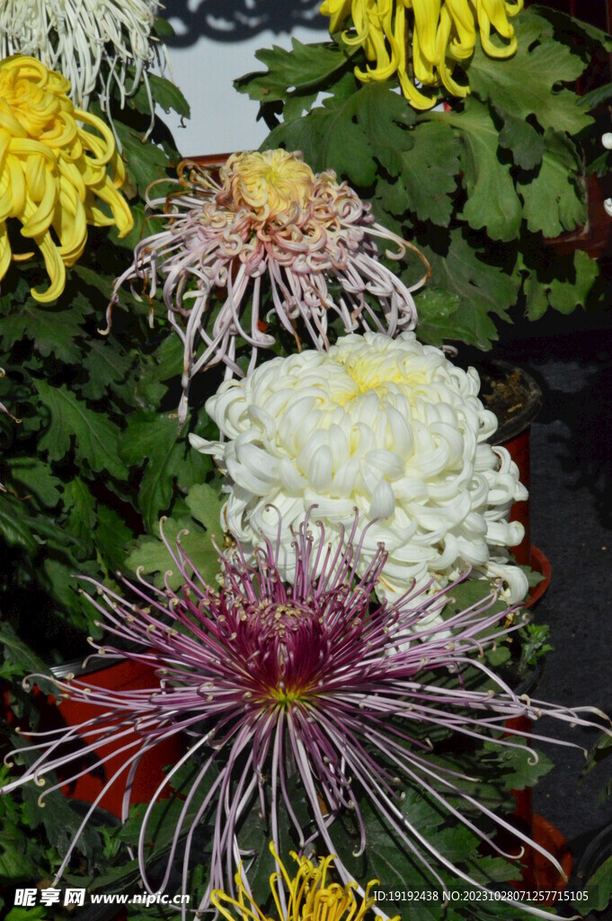 菊花 