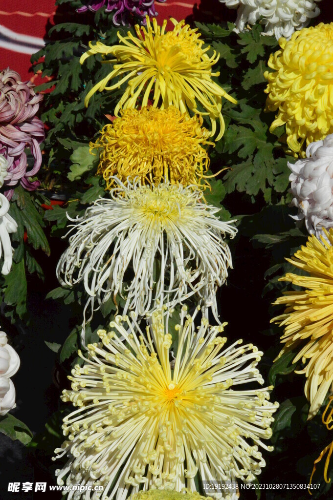 菊花