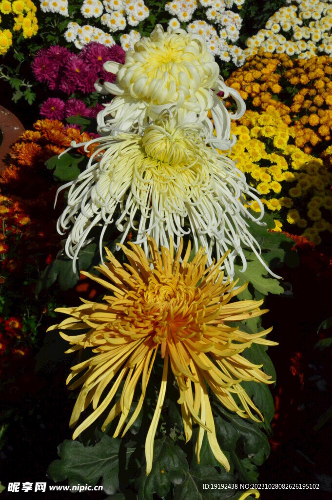 菊花 