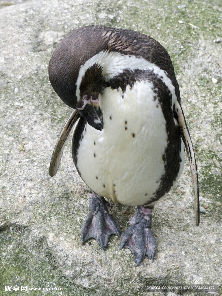企鹅