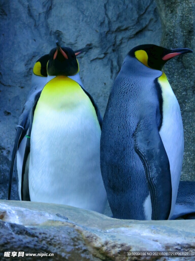 企鹅