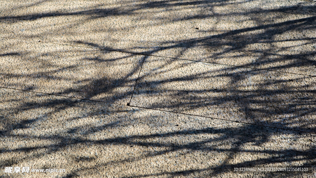 地上的树影