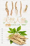 天然人参