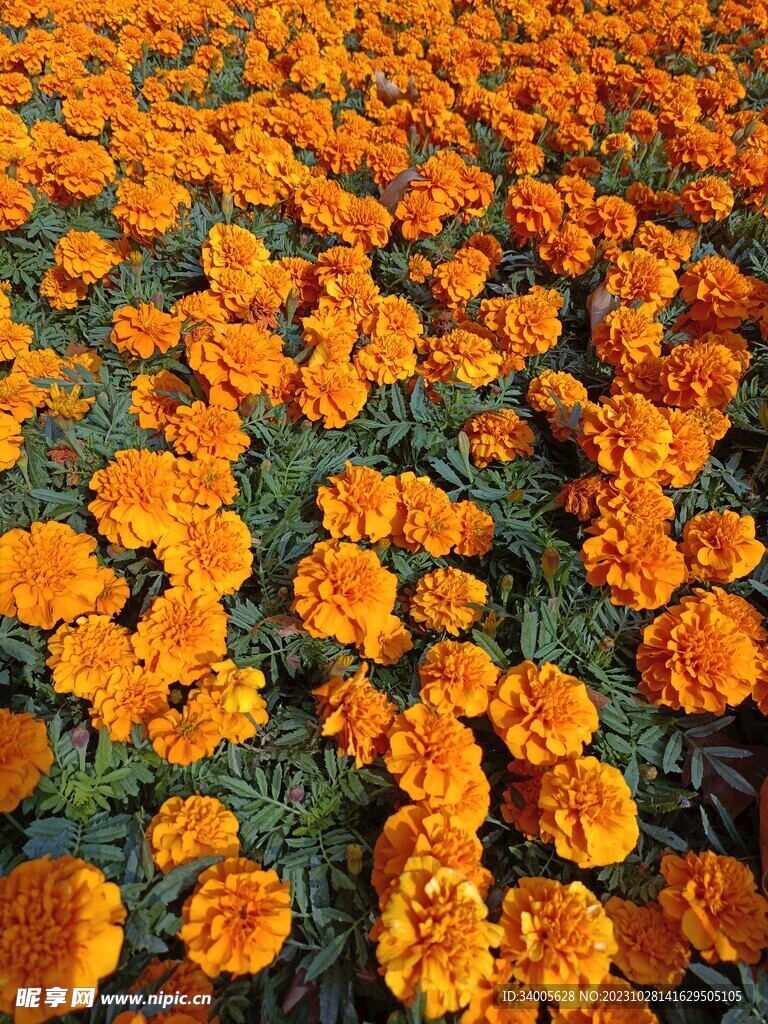 橙色花插图