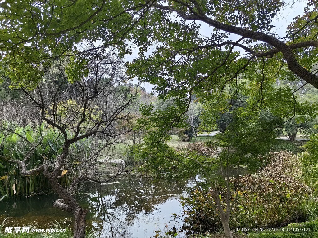 树林