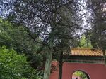 明孝陵  