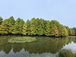 燕雀湖  