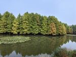 燕雀湖 