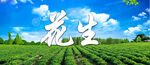 花生地