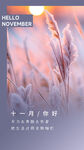 十一月你好