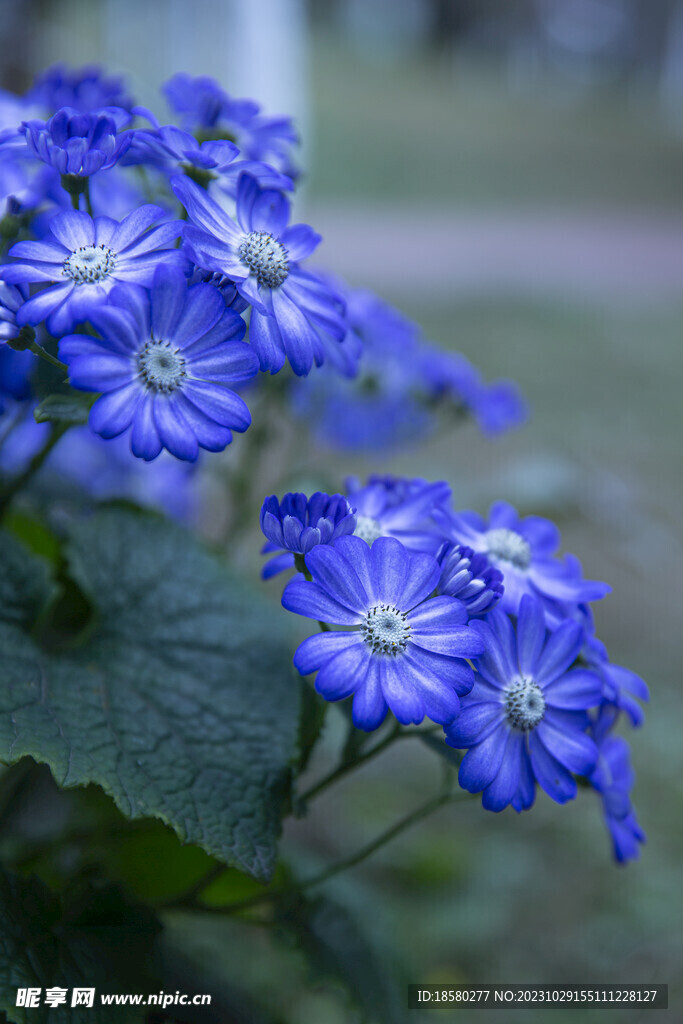 瓜叶菊蓝色花朵