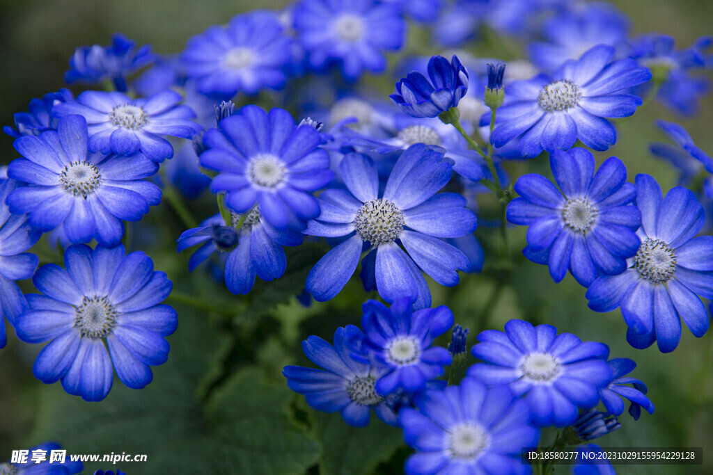 瓜叶菊蓝色花朵