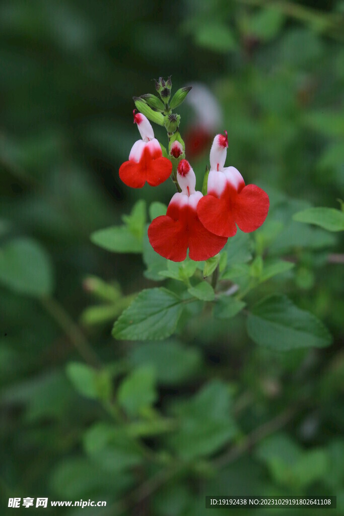 凹脉鼠尾草