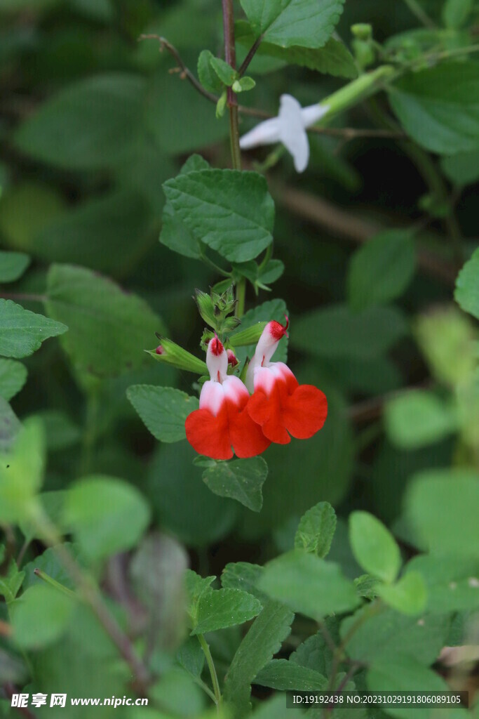 凹脉鼠尾草 