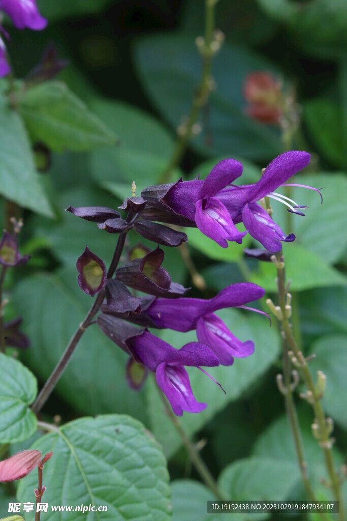 深蓝鼠尾草