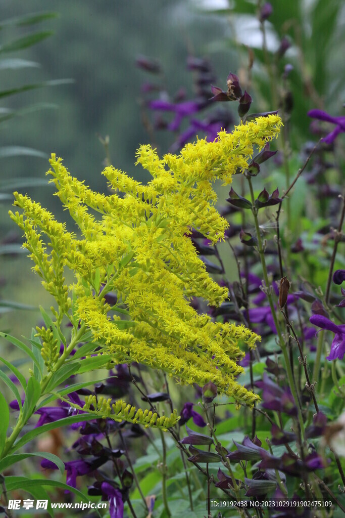 一枝黄花