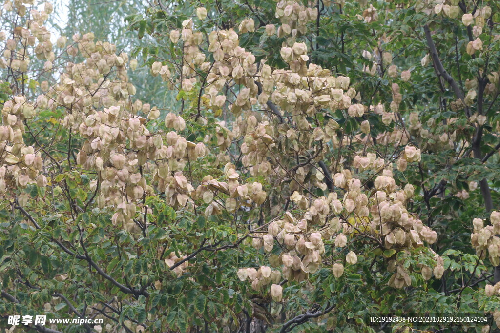 栾树花