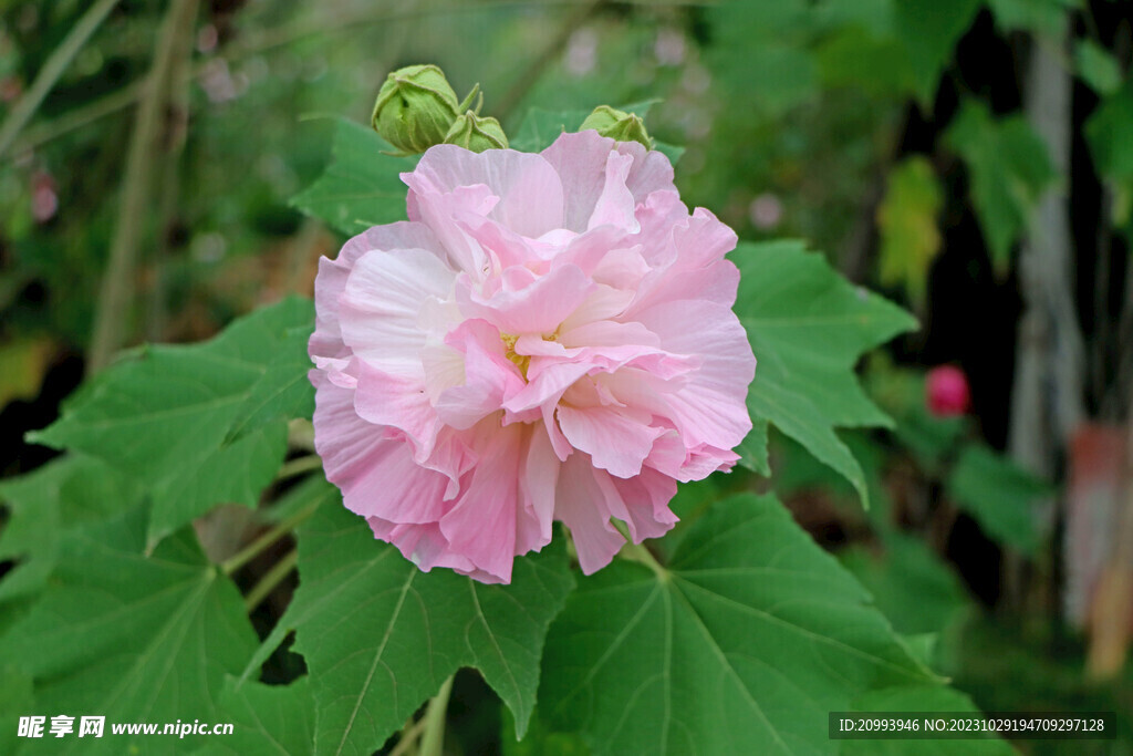 粉色木芙蓉