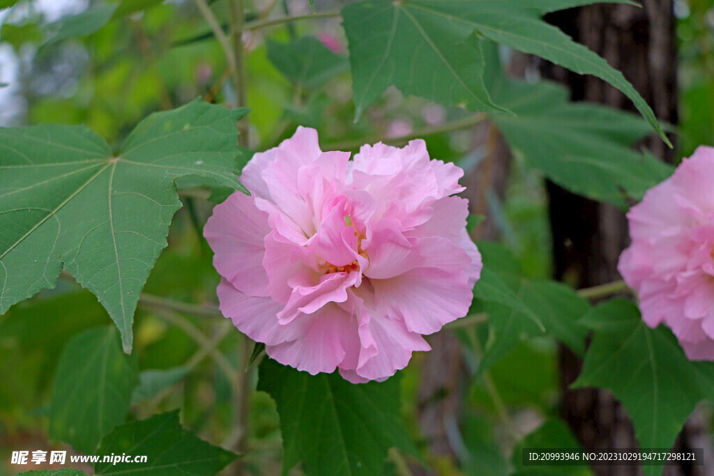 粉色木芙蓉花