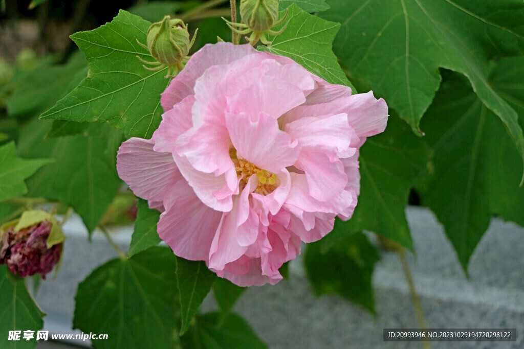 粉色木芙蓉