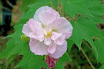粉色木芙蓉
