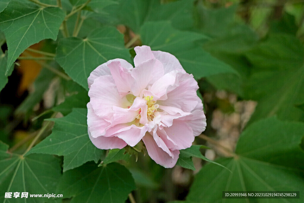 粉色木芙蓉