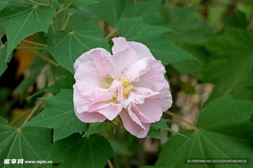 粉色木芙蓉花