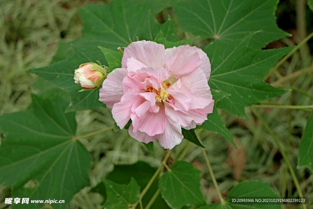 粉色木芙蓉